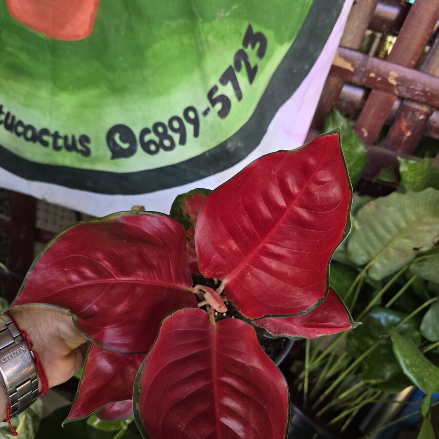 Aglaonema Roja en maceta — planta de interior Panamá