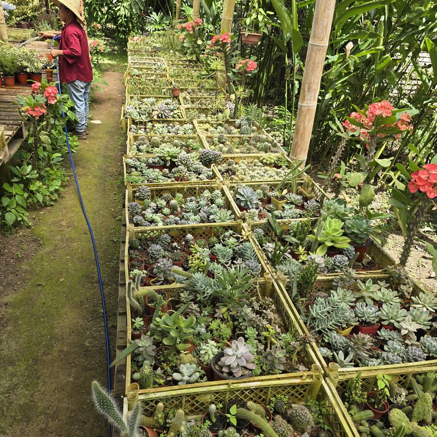 Colección de cactus y suculentas en vivero Chiriquí Panamá