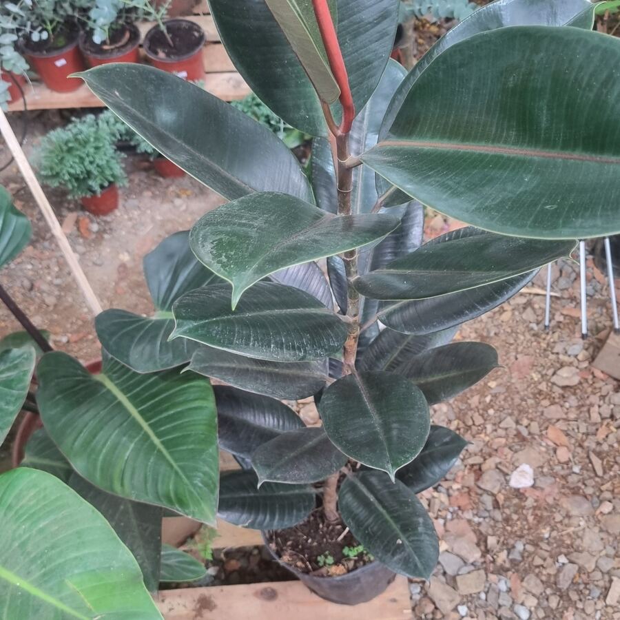 Ficus Elastica árbol del caucho negro — Panamá