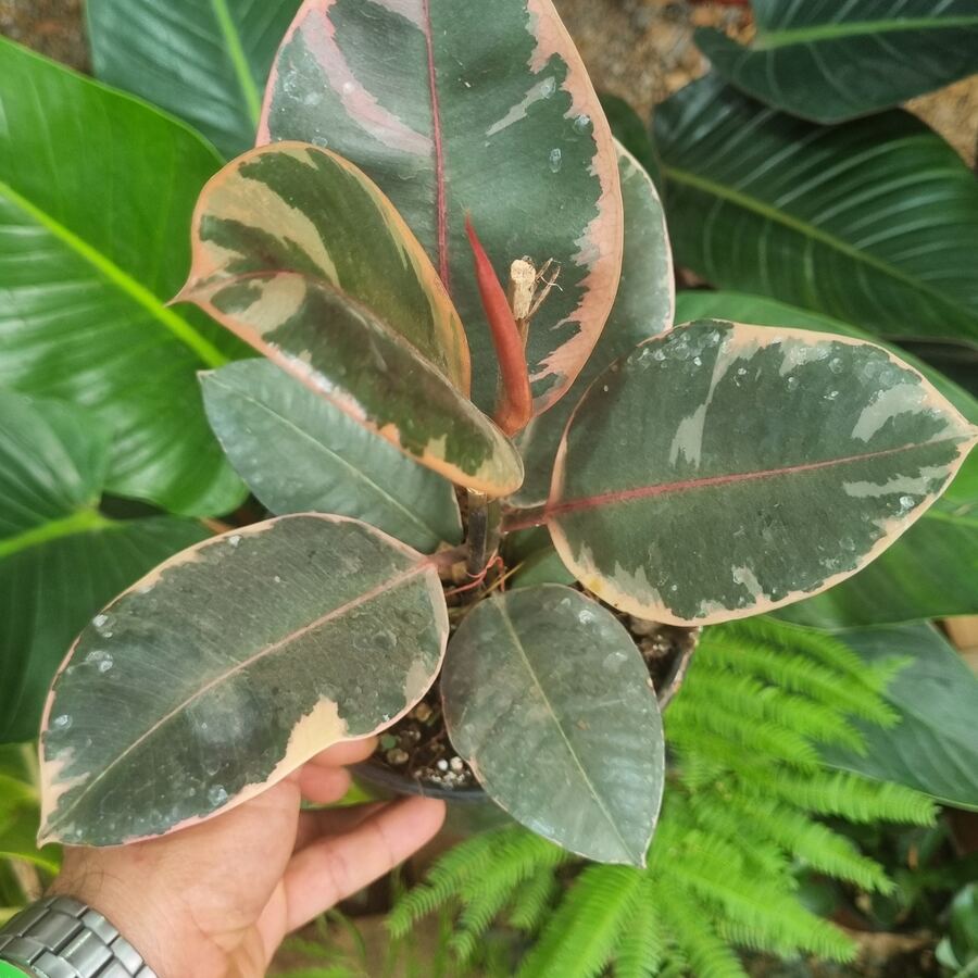 Ficus Elastica Variegado Tricolor rosa verde crema — Panamá