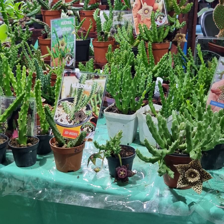 Huernias suculentas raras colección Panamá