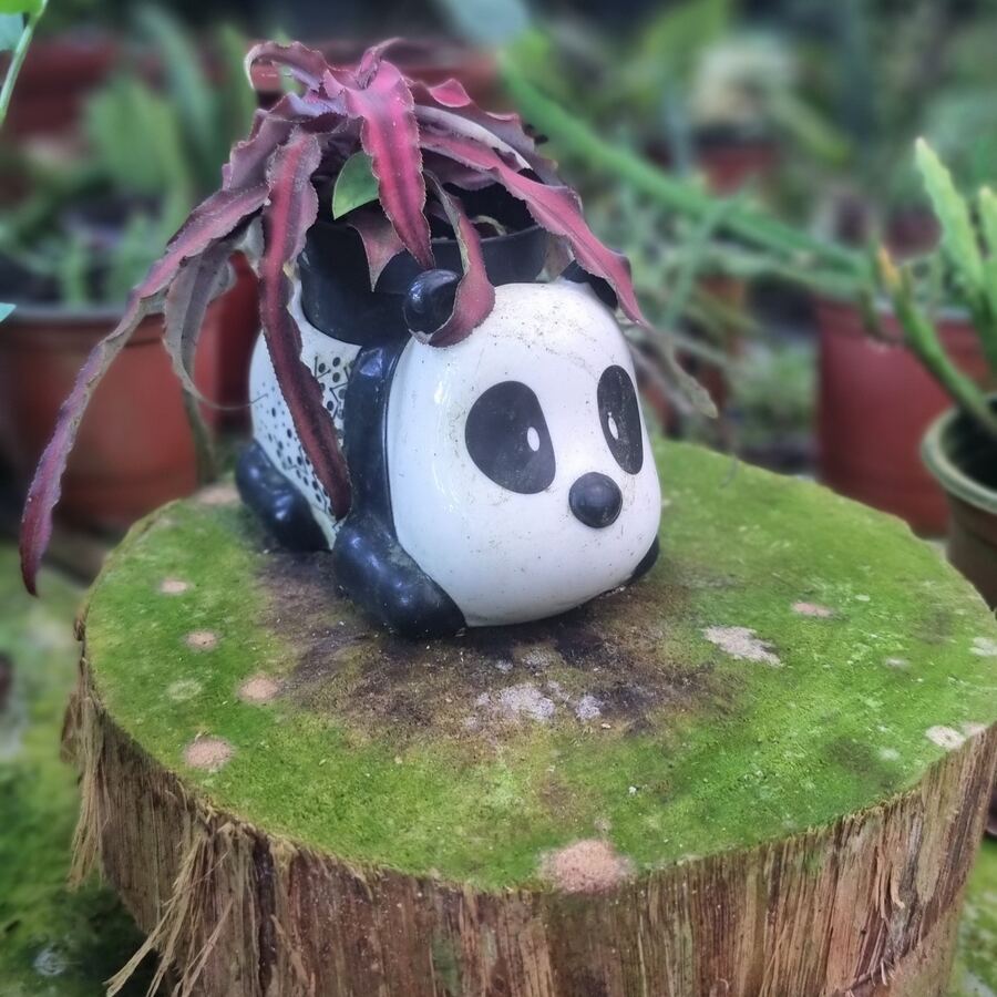 Maceta creativa panda en tronco de coco con suculenta — regalo único Panamá