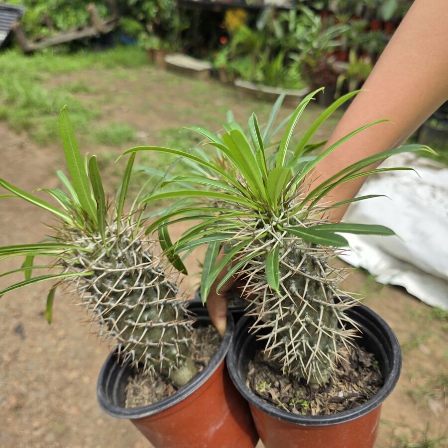 Palma de Madagascar cactus mediano en maceta — Panamá