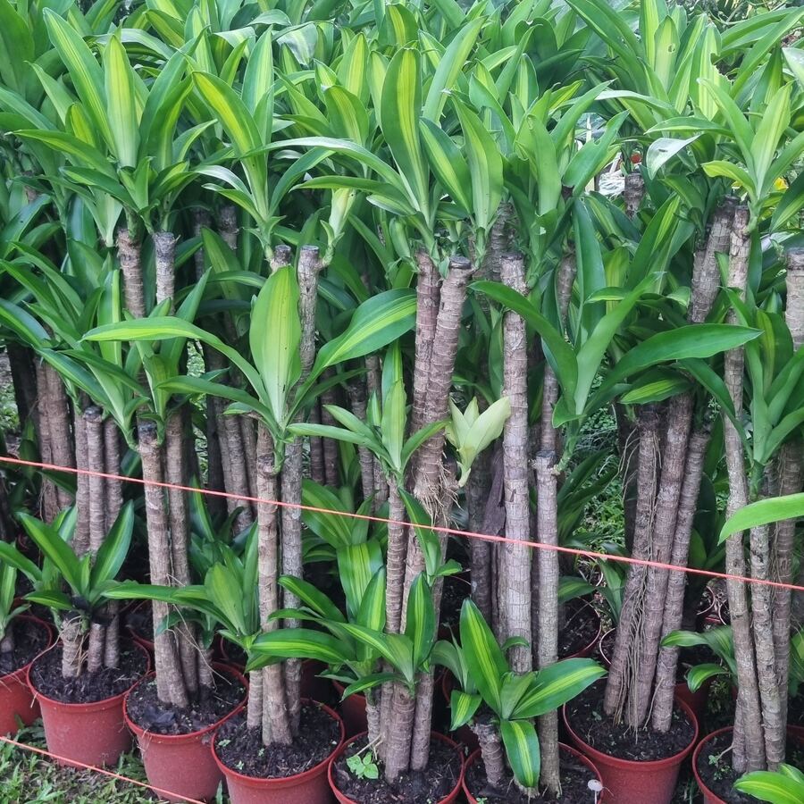 Palo Brasil Dracaena fragrans en maceta — Panamá