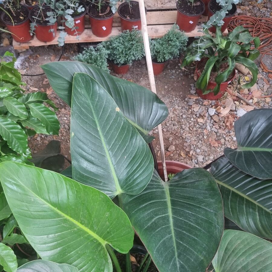 Philodendron Congo hojas gigantes verde oscuro — Panamá
