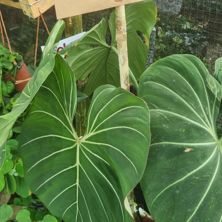 Philodendron Gloriosum hojas grandes venas blancas — Panamá
