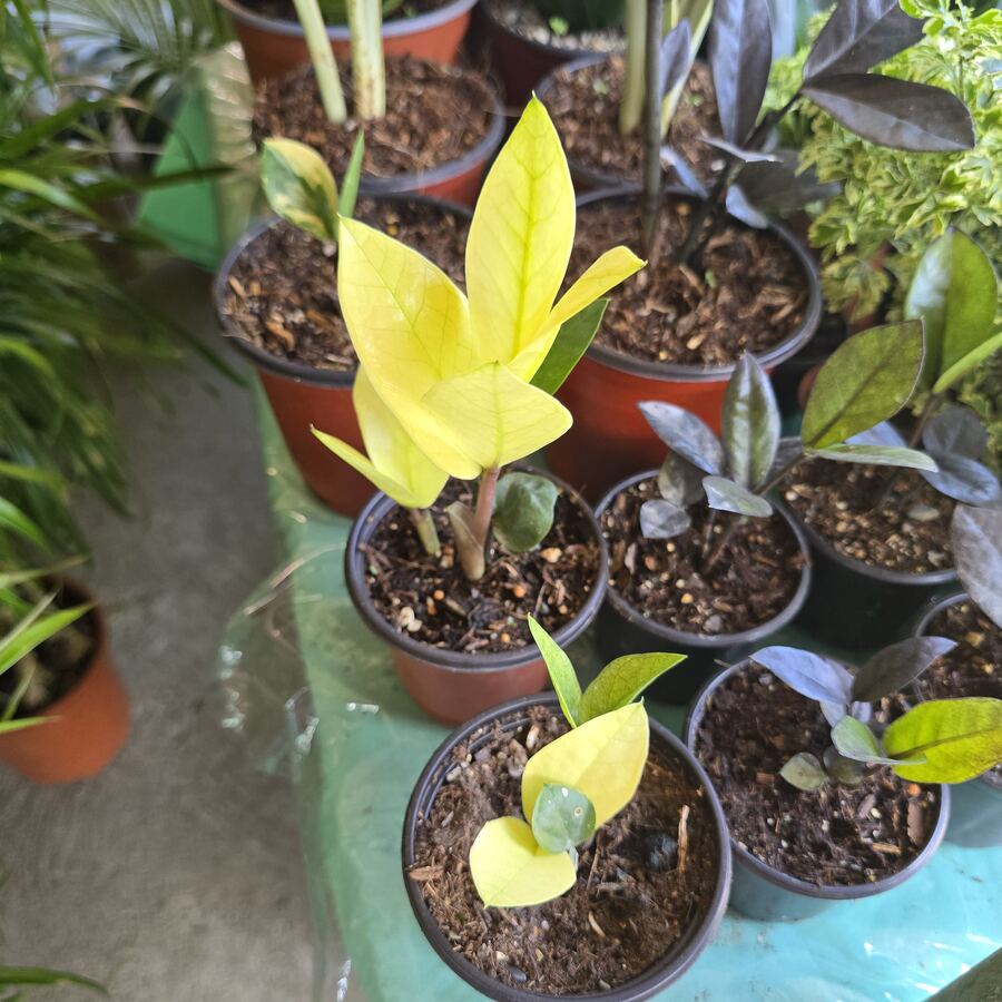 Samia Variegada ZZ plant amarilla — Panamá
