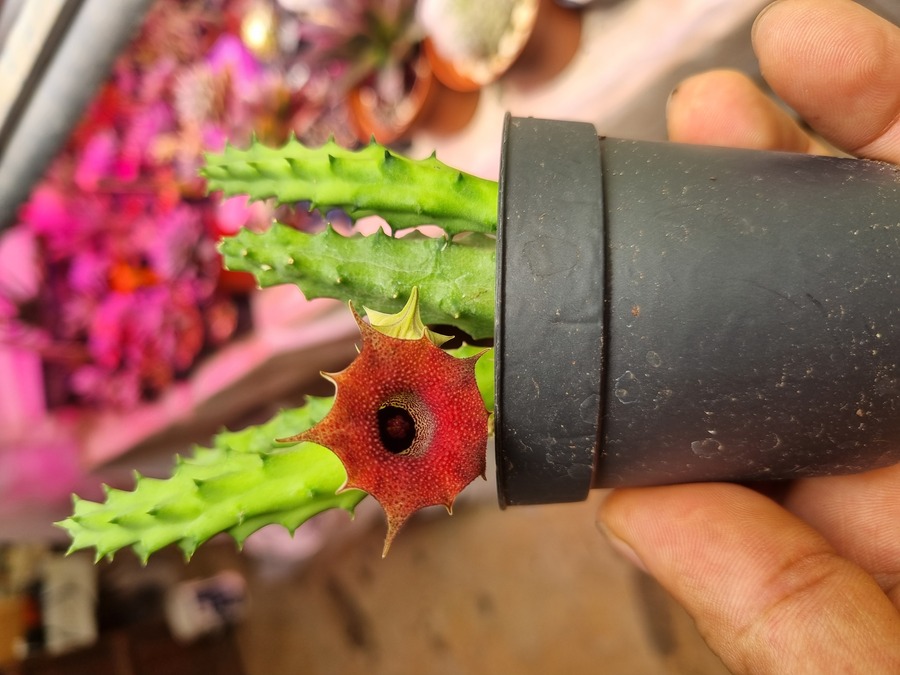 Rare hybrid Huernia collector succulent