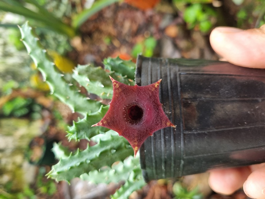 Orbea variegata — star flower exotic succulent