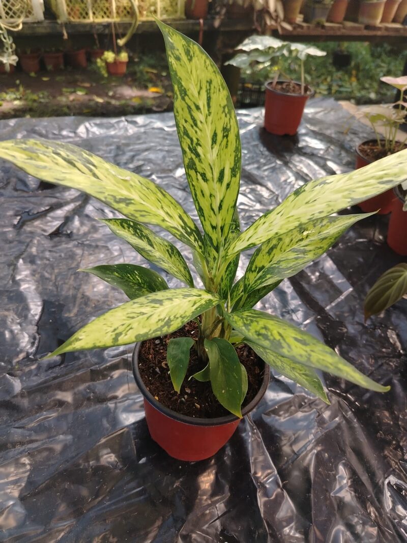 Aglaonema Pictum variegado en maceta, planta de interior Panamá