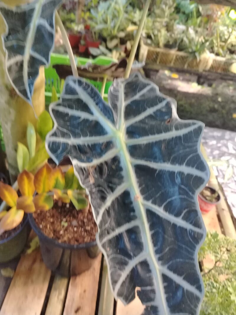 Alocasia Polly hoja oscura con venas blancas, planta exótica de colección