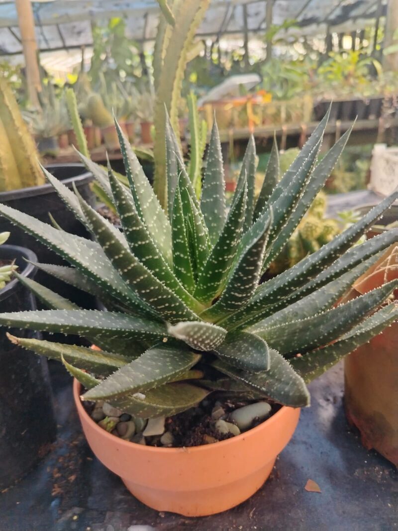 Aloe tigre, suculenta tipo aloe jaspeada en maceta de barro
