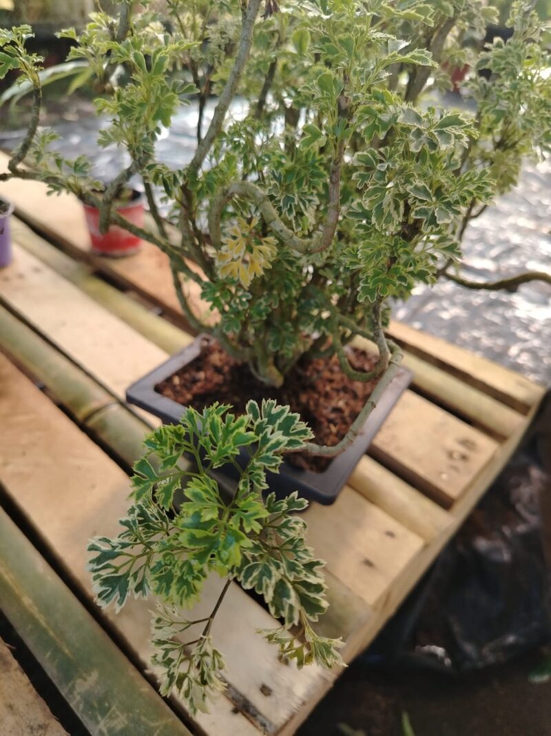 Chavelita o Aralia variegada en maceta, planta ornamental panameña