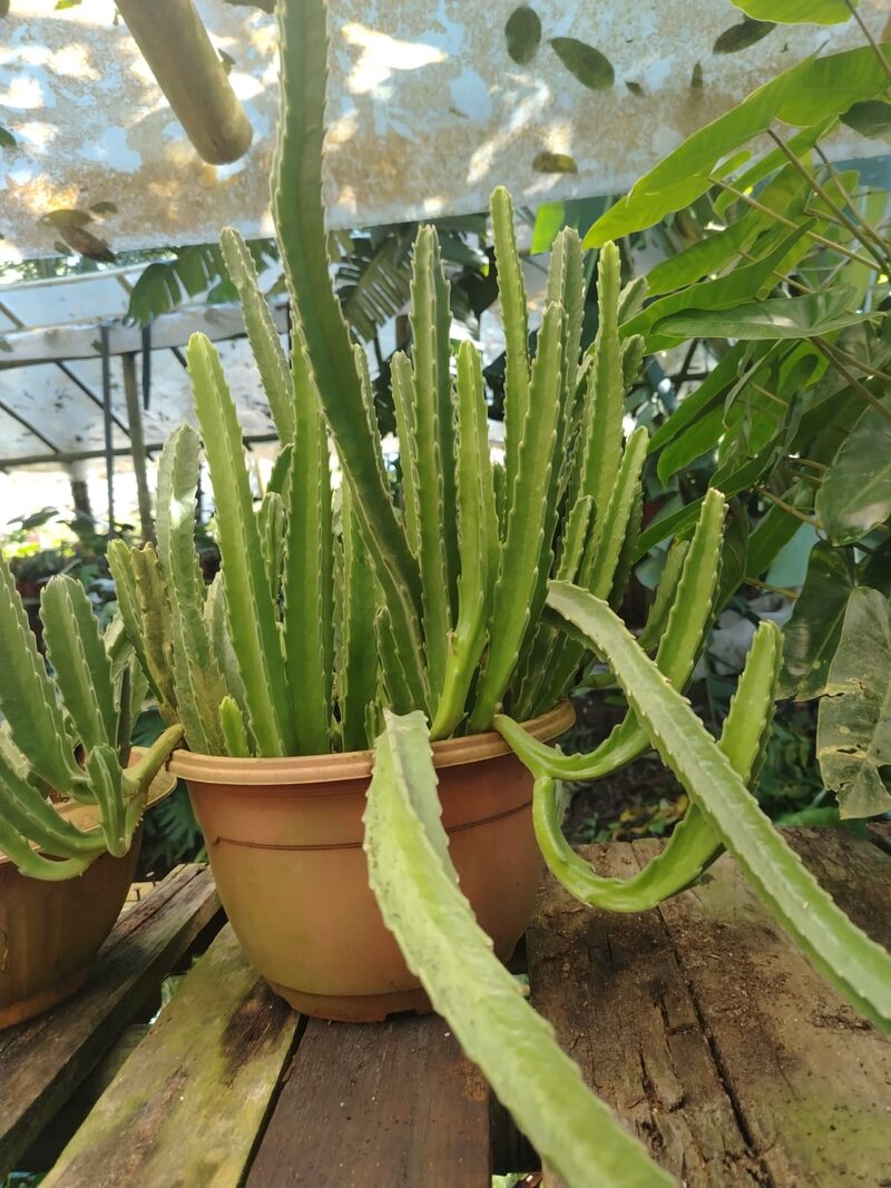 Euphorbia candelabro, cactus suculento de jardín exterior Panamá