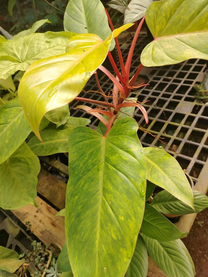 Anturio y Philodendron variegado de pecíolo rojo, plantas exóticas de interior Panamá
