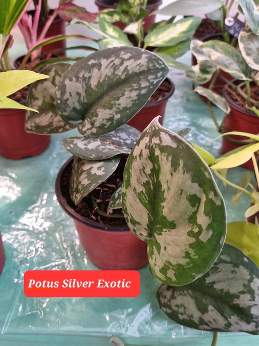 Mixed succulent arrangement in decorative pot