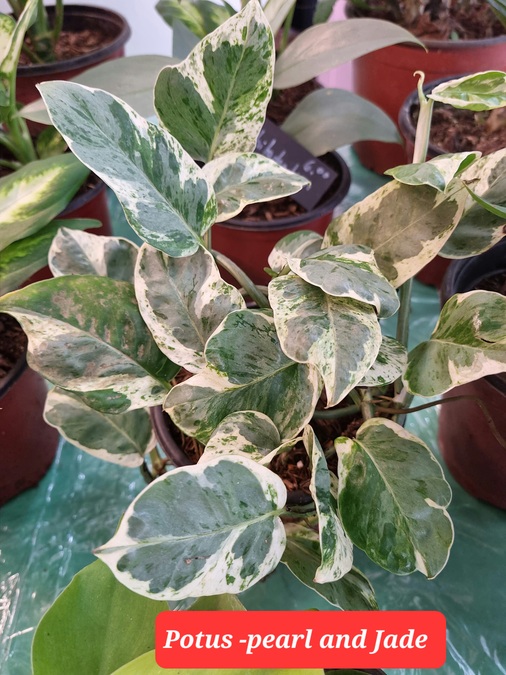Rare variegated Echeveria succulent — Panama