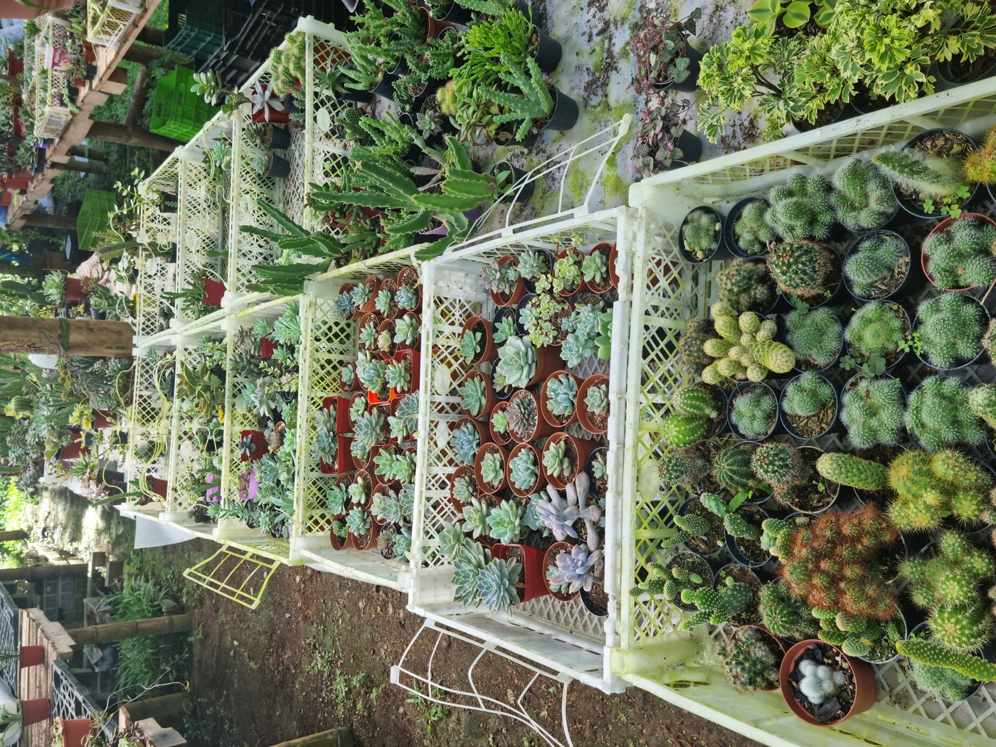 Colección Premium de Cactus y Suculentas Exóticas en Panamá