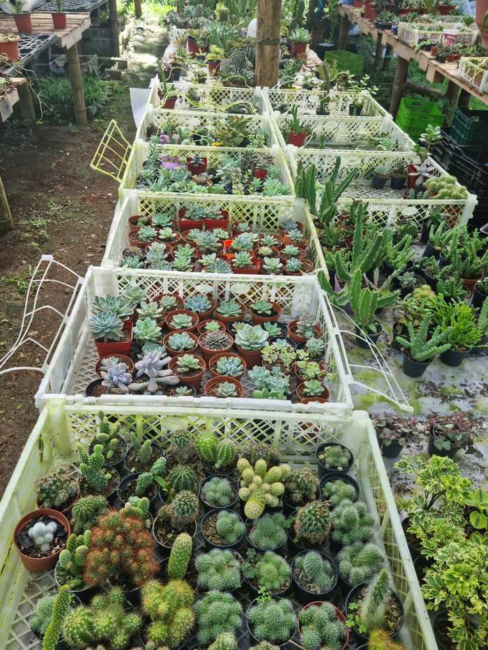 Colección Premium de Cactus y Suculentas Exóticas en Panamá