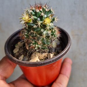 Mammillaria Bola Peluda