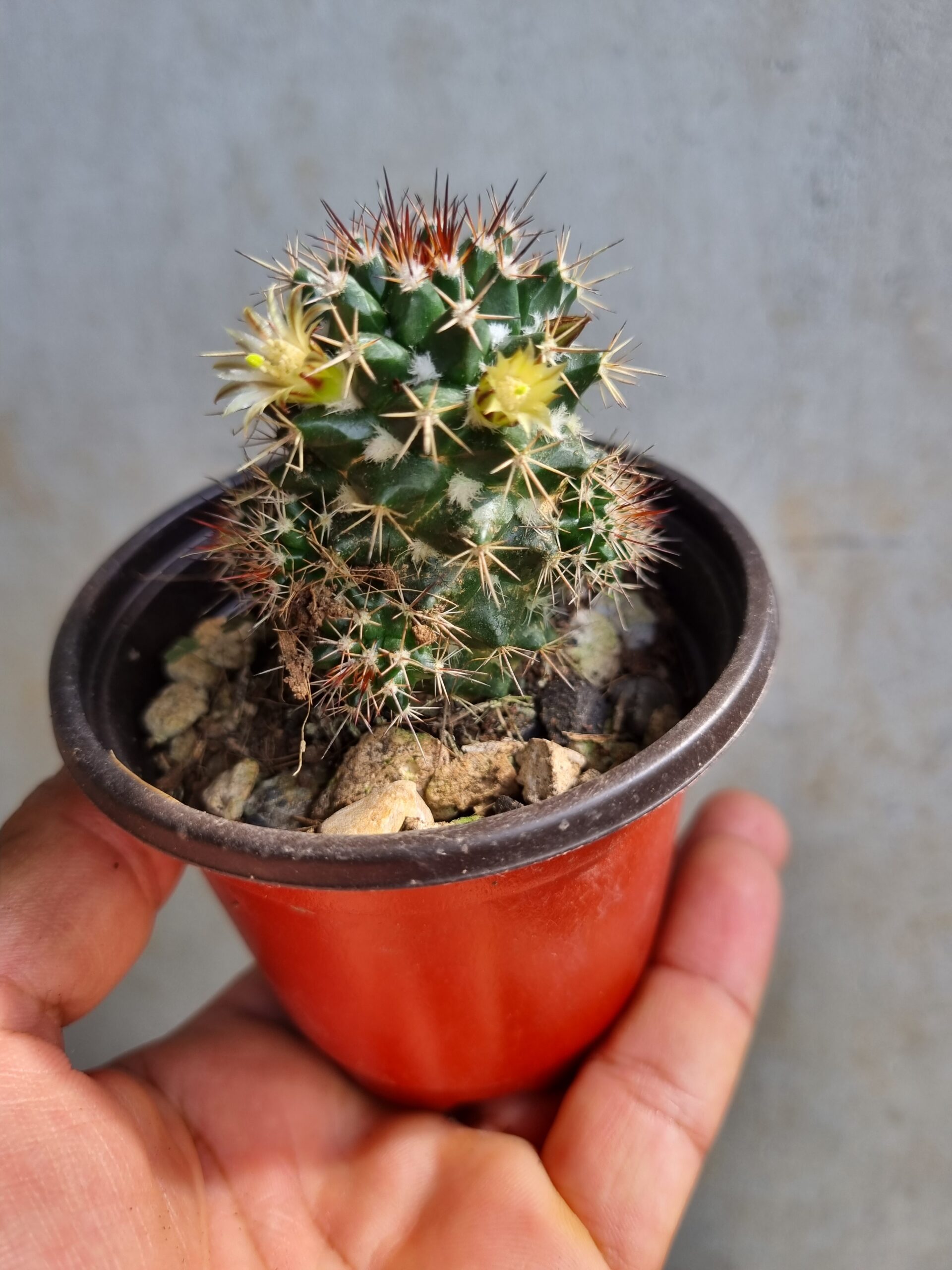 Mammillaria Bola Peluda