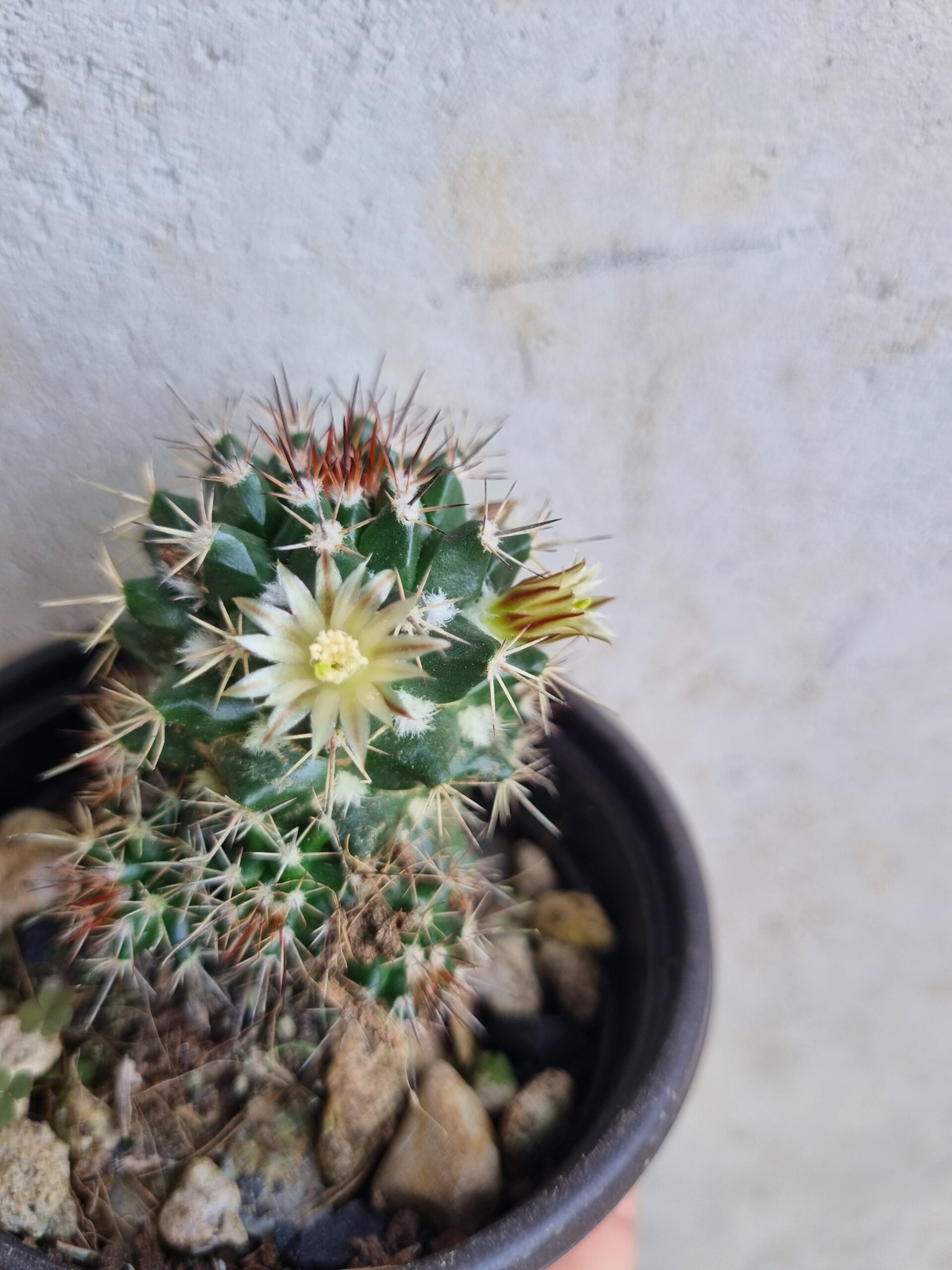 Mammillaria Bola Peluda - Imagen 2