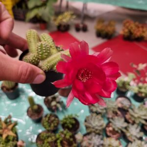 Cactus Echinopsis (colección de flores)