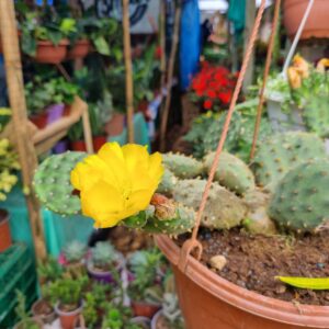 Nopal / Opuntia con Flor