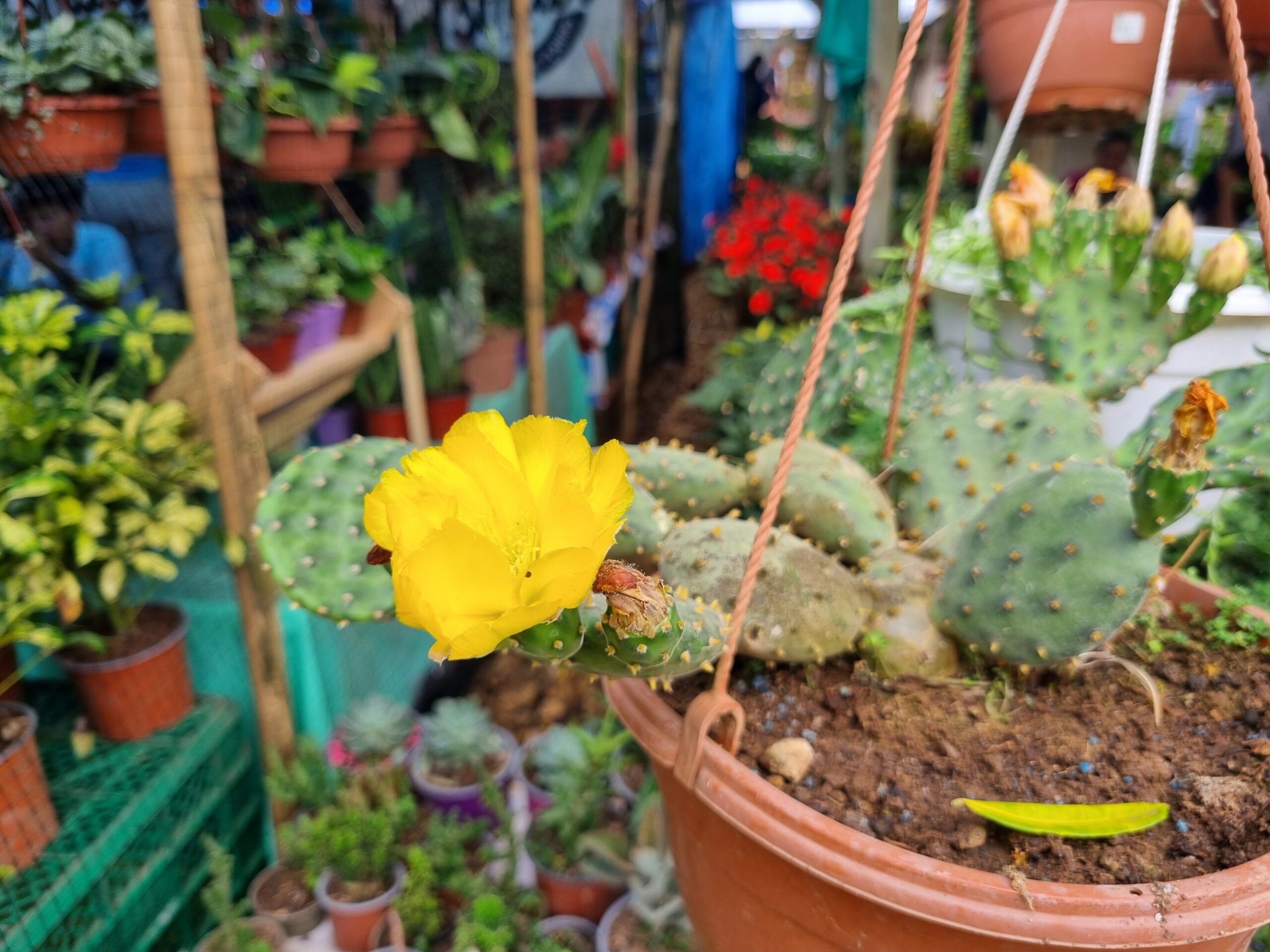 Nopal / Opuntia con Flor