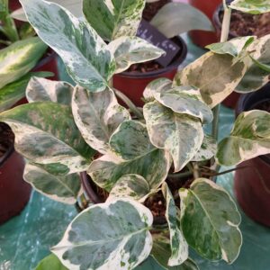 Pothos Pearl and Jade
