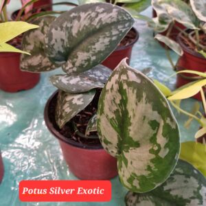 Pothos Silver Exotic
