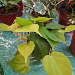 Philodendron Brasil