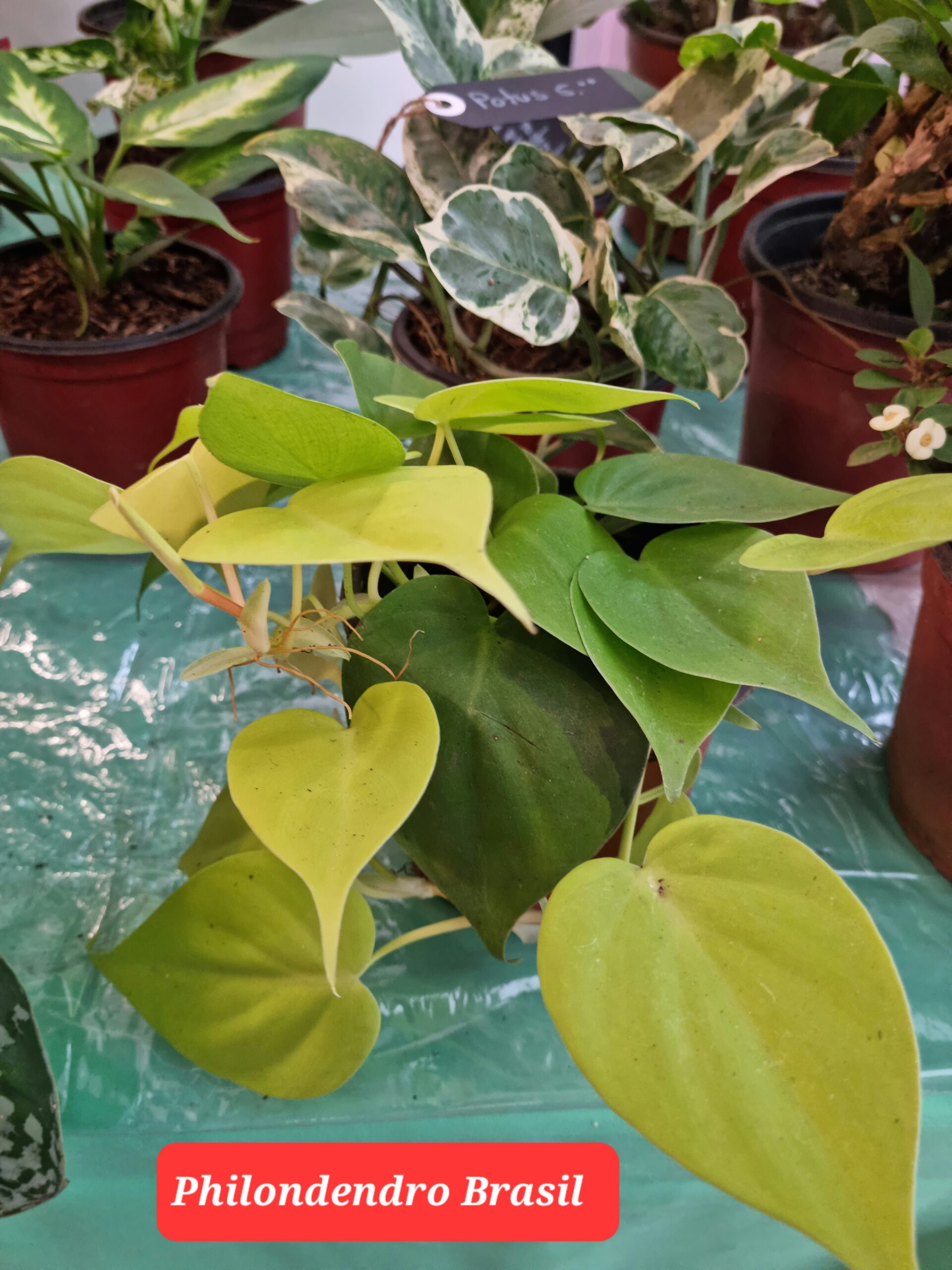 Philodendron Brasil