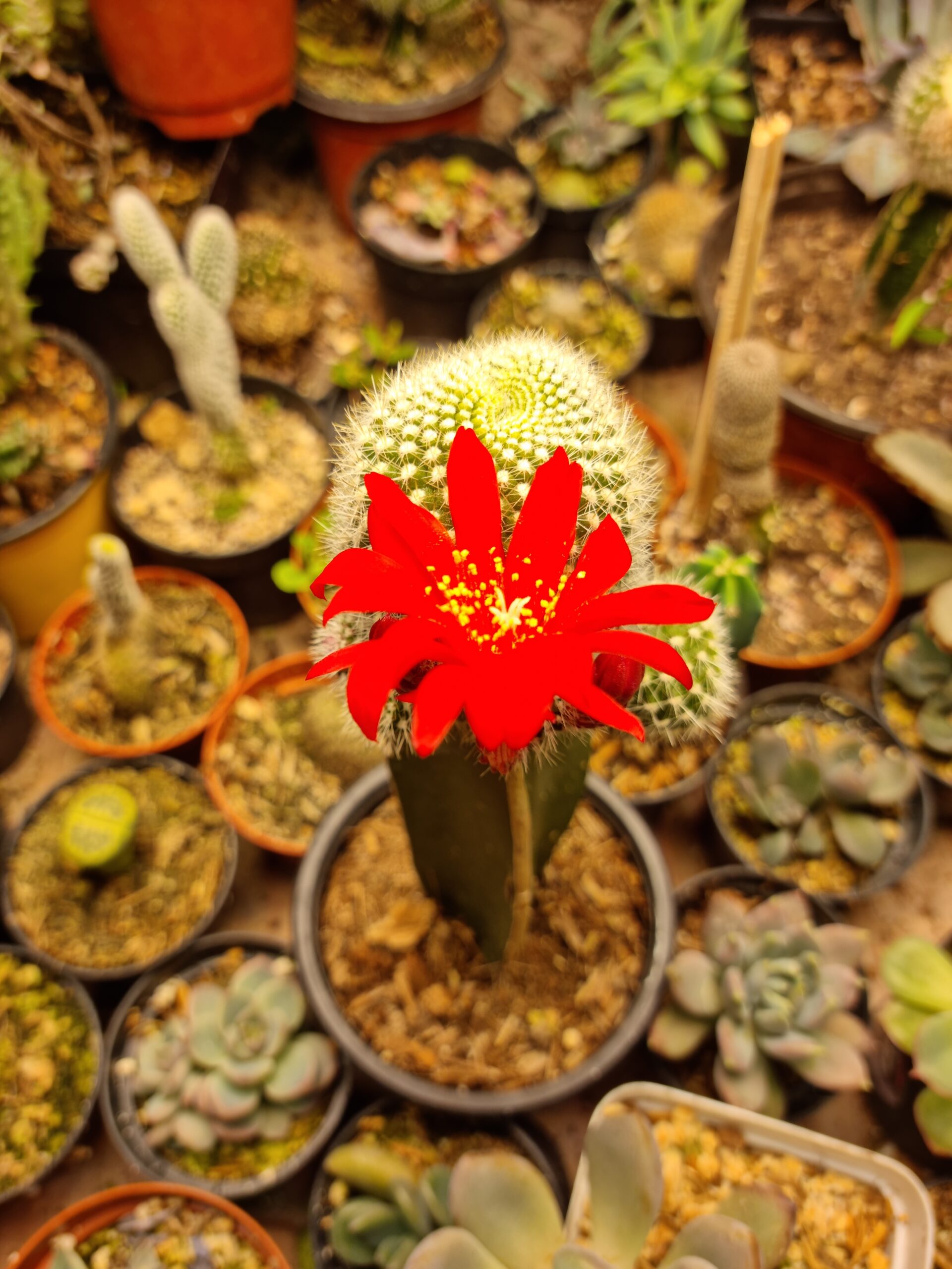 Mammillaria Bola Peluda - Imagen 3