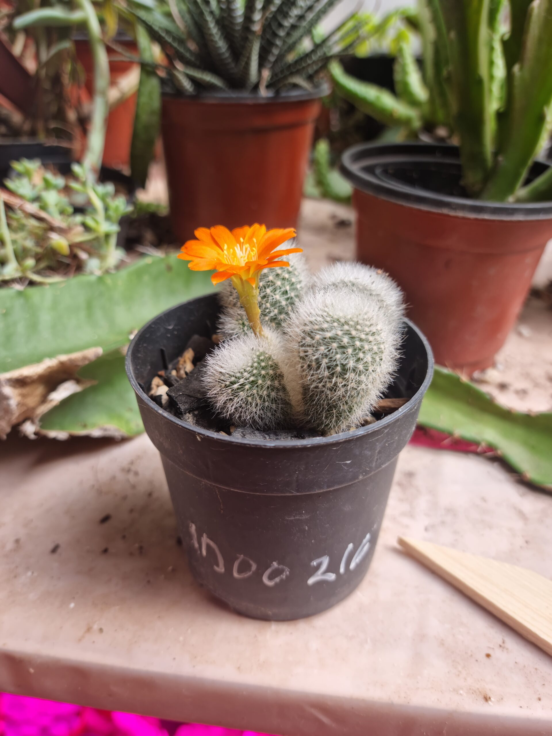 Mammillaria Bola Peluda - Imagen 4