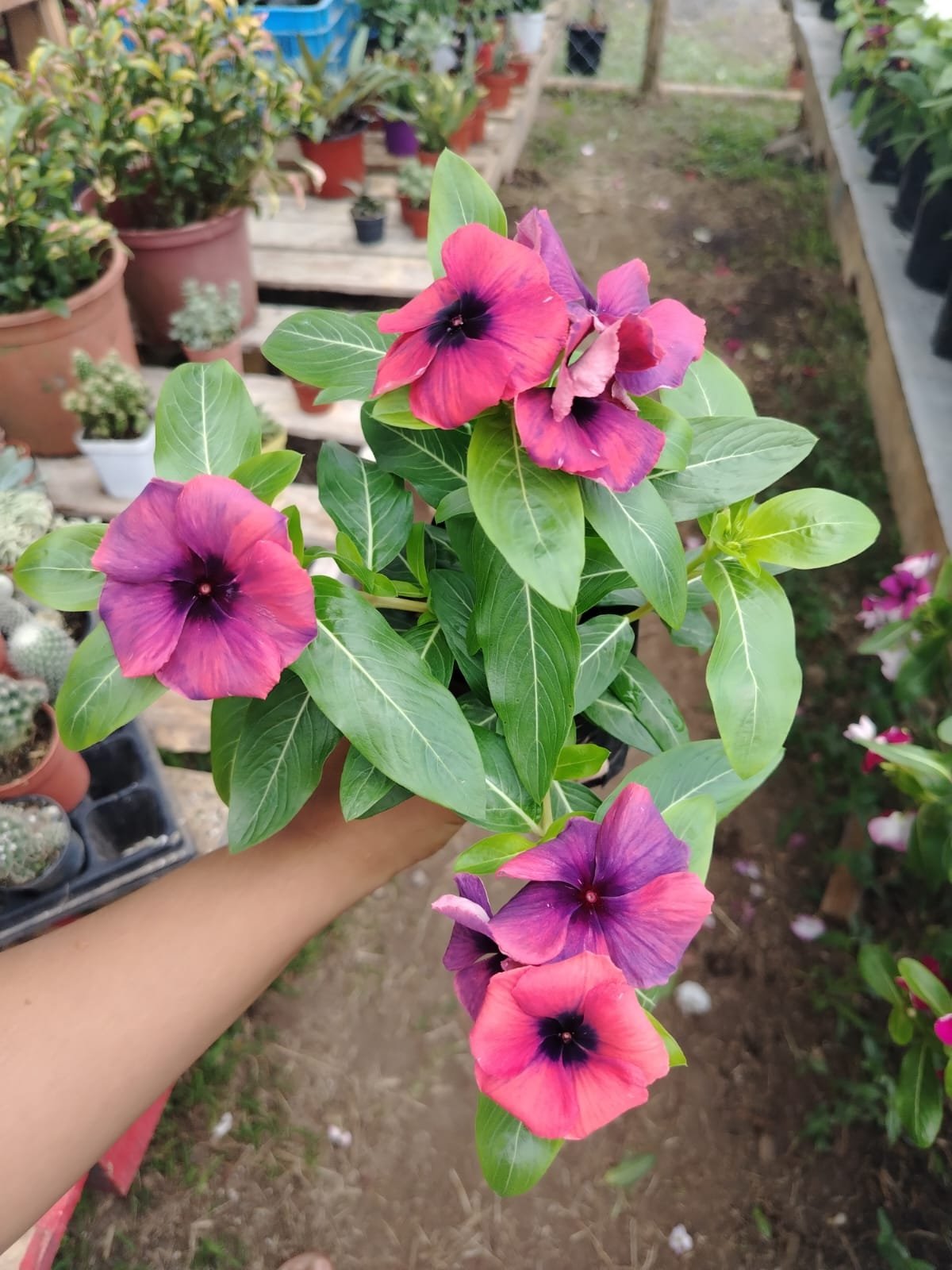 Vinca (Catharanthus) - Imagen 3