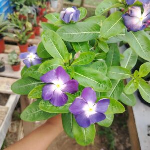 Vinca (Catharanthus)