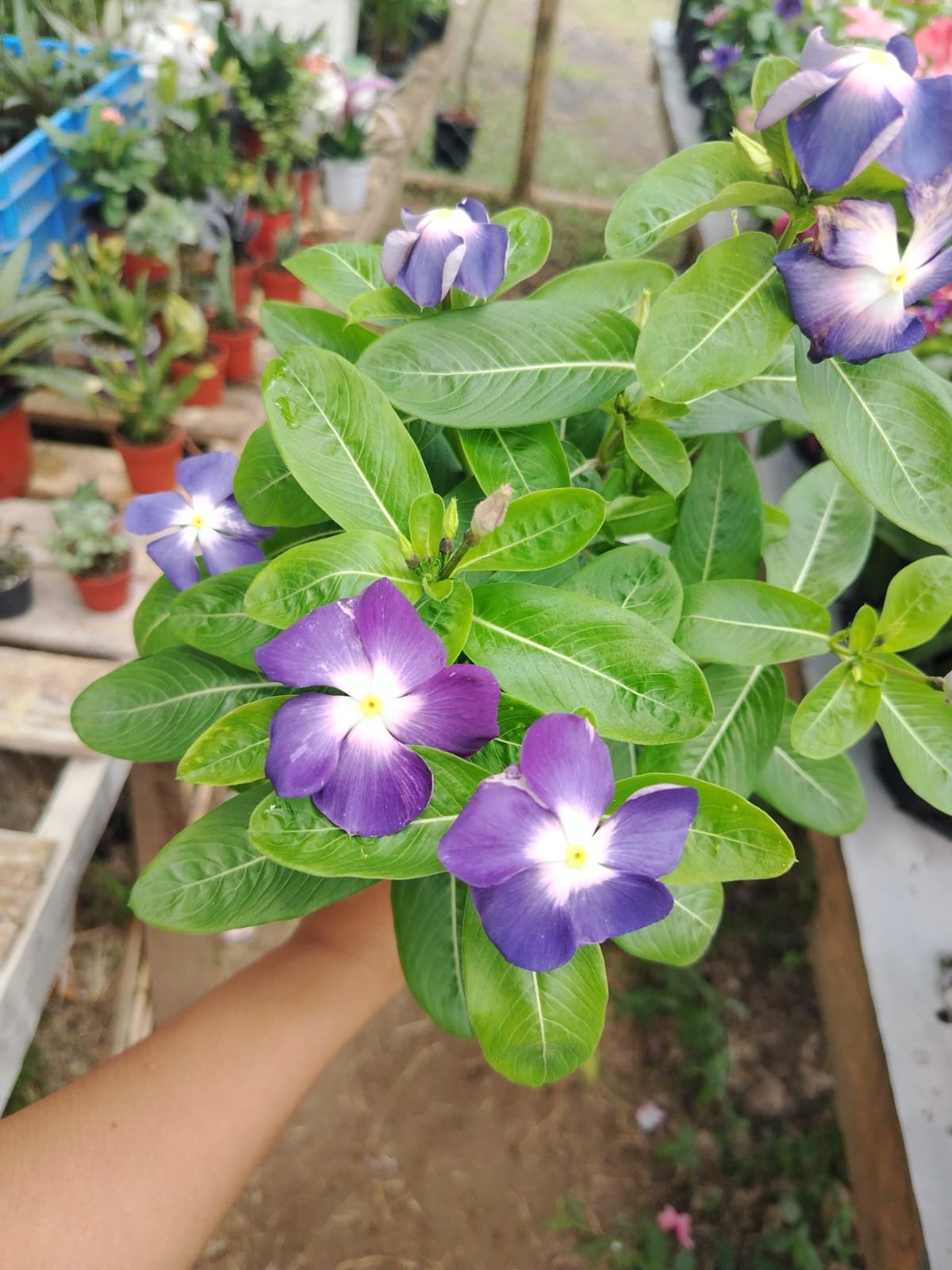 Vinca (Catharanthus)