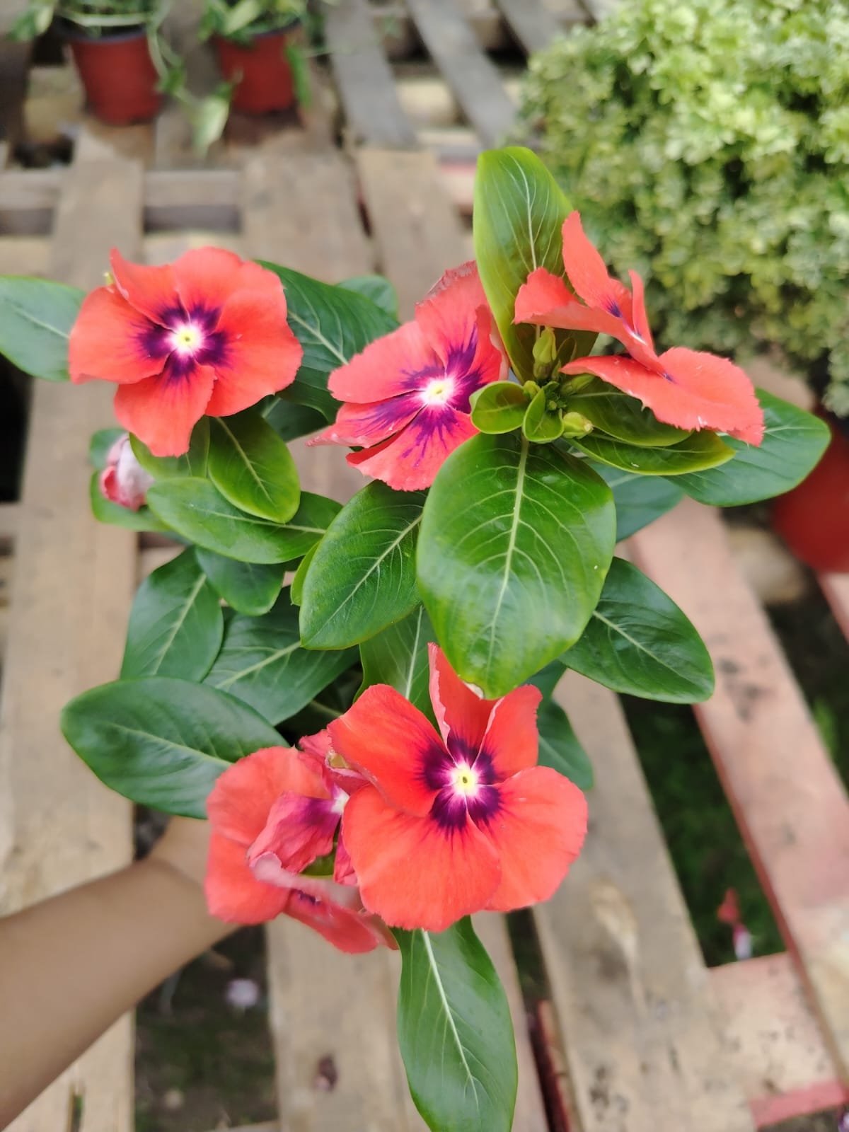 Vinca (Catharanthus) - Imagen 2