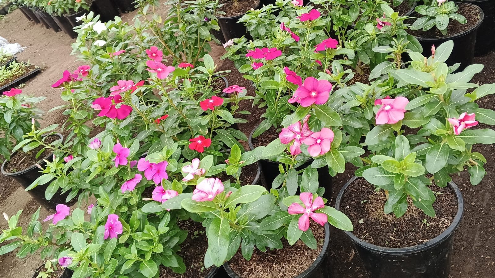 Vinca (Catharanthus) - Imagen 4