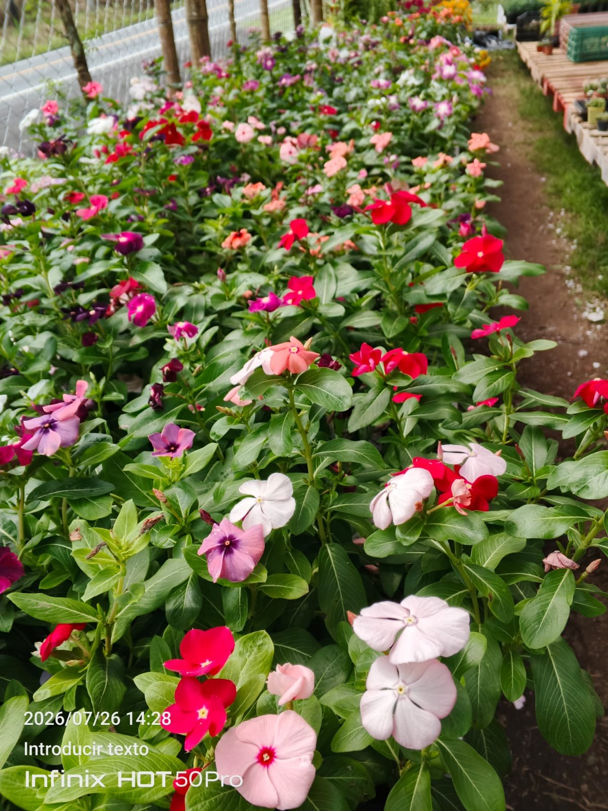 Vinca (Catharanthus) - Imagen 5