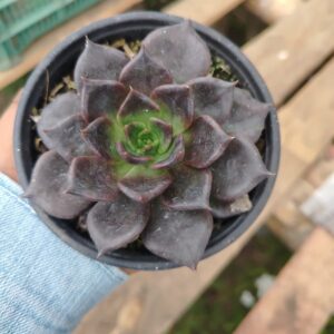 Echeveria