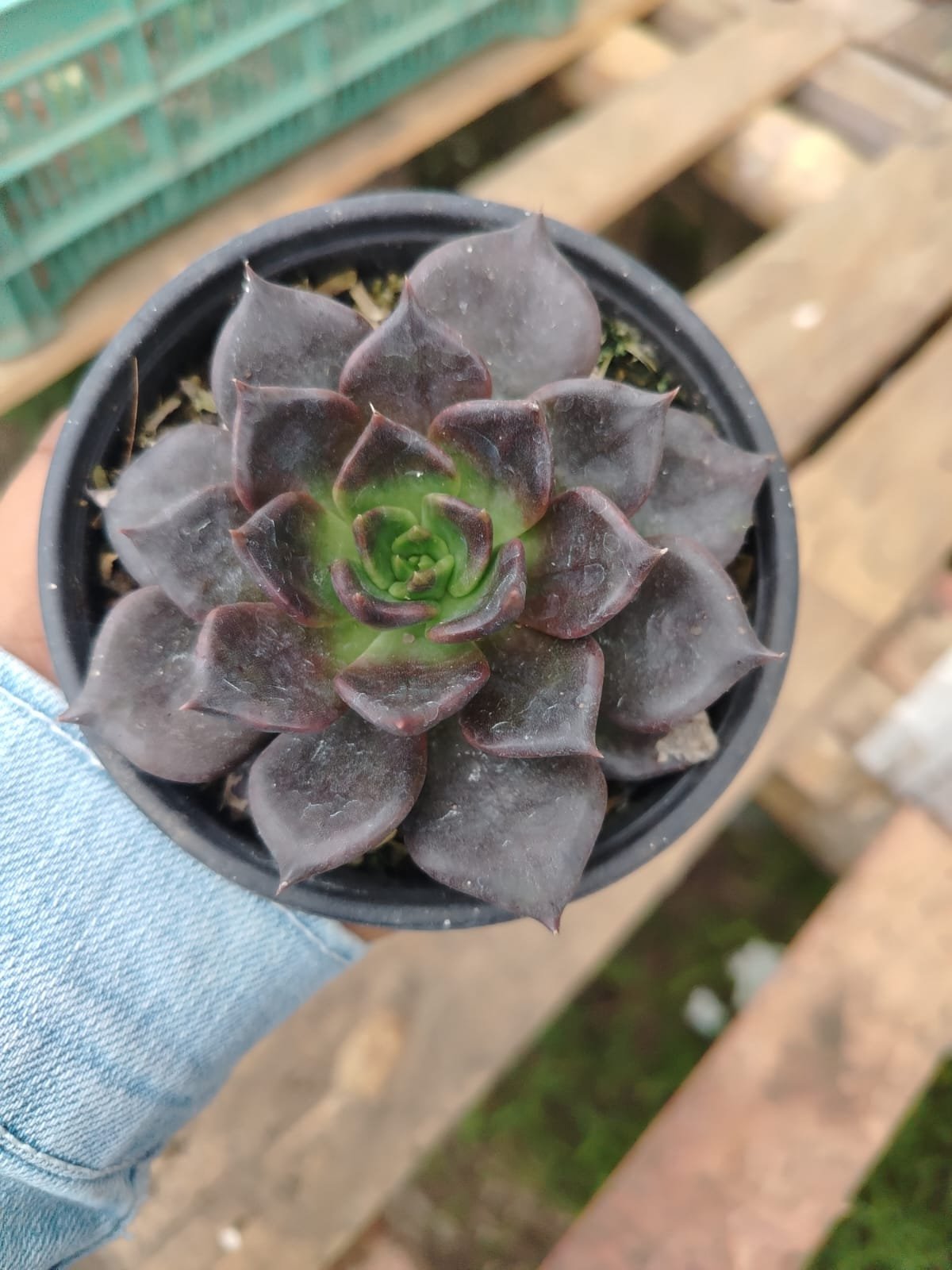 Echeveria