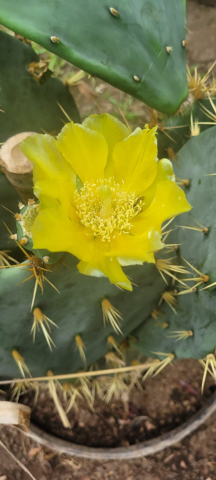 Nopal / Opuntia con Flor - Imagen 2