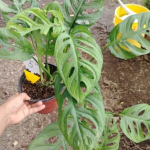 Monstera Adansonii