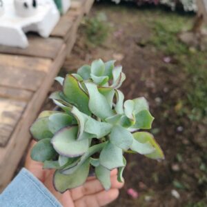 Suculentas Variadas (Sedum/Crassula)