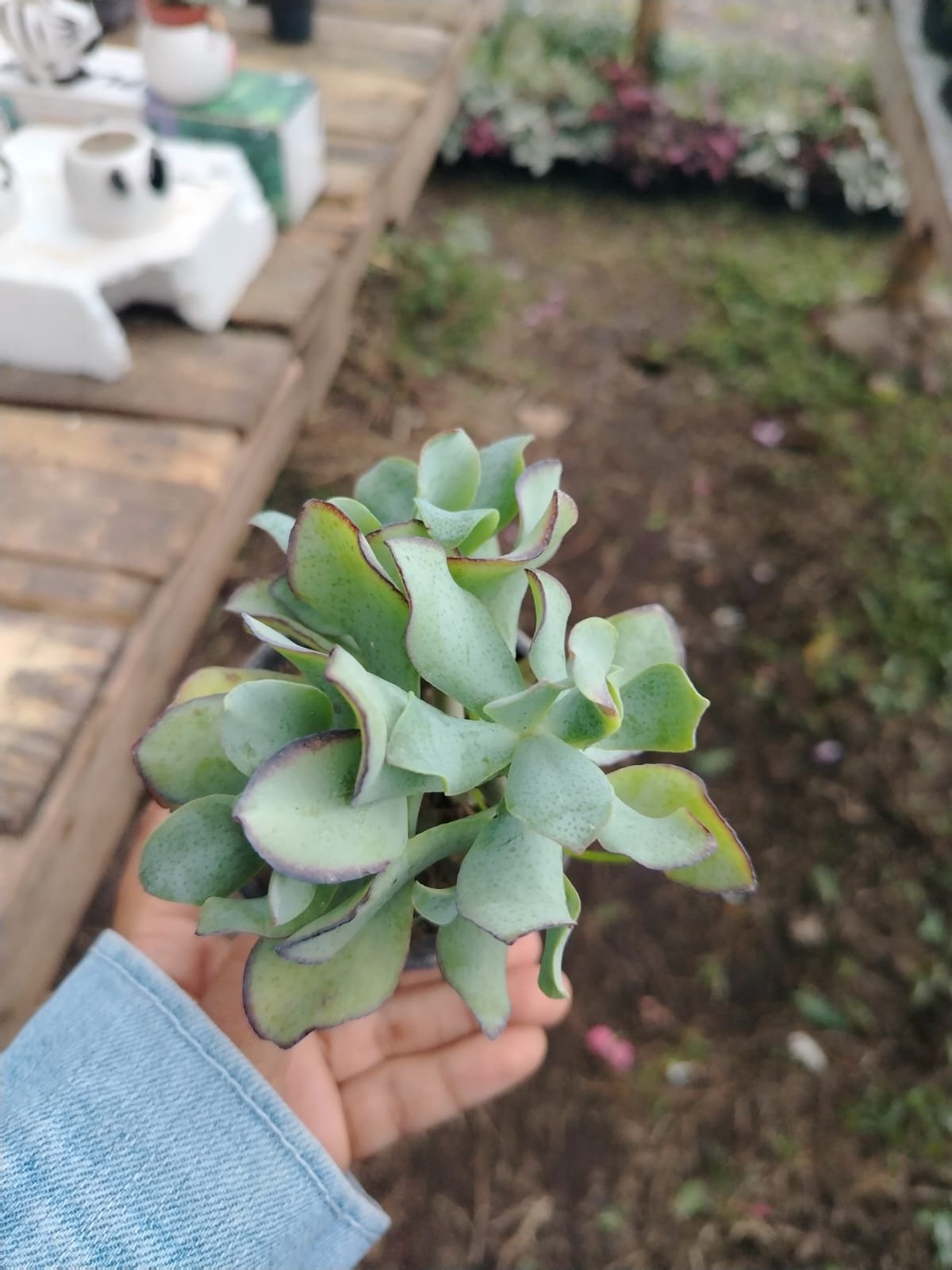 Suculentas Variadas (Sedum/Crassula)