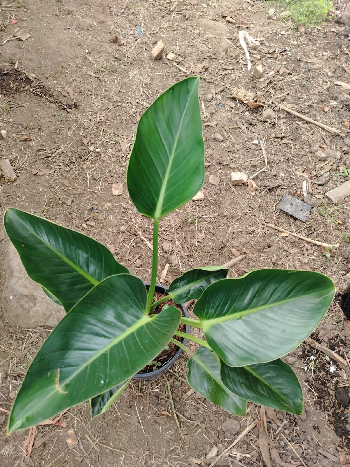 Philodendron de Colección (variado) - Imagen 5