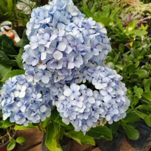 Hortensia (Hydrangea)