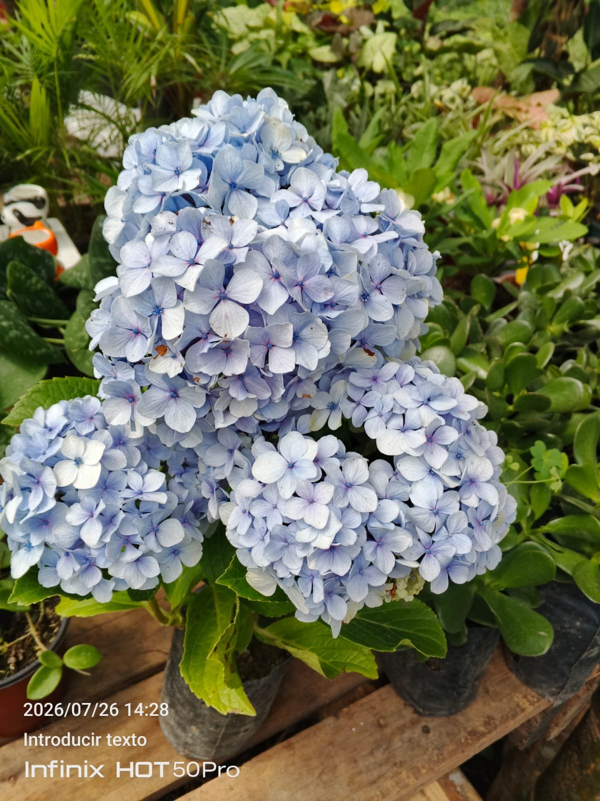 Hortensia (Hydrangea)